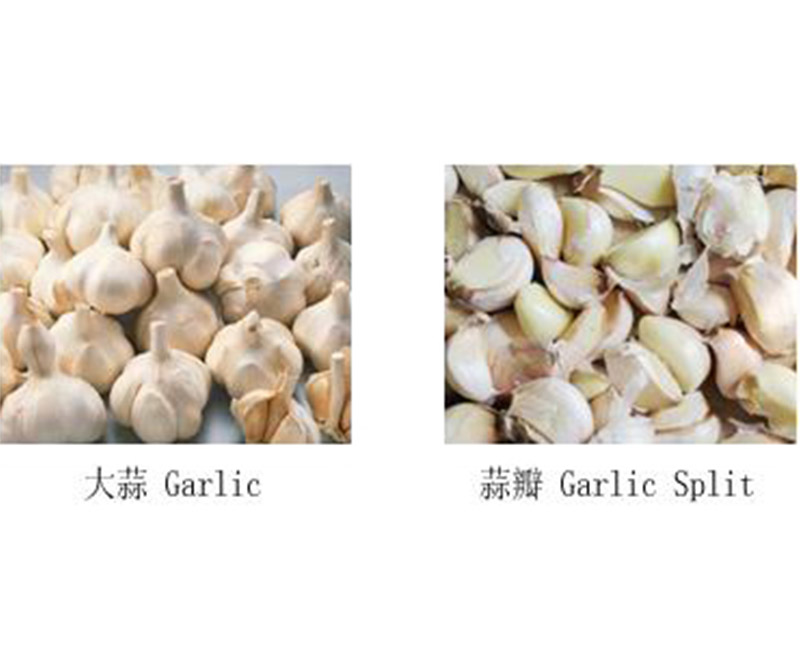 kitchen-and-restaurant-garlic-separating-machine